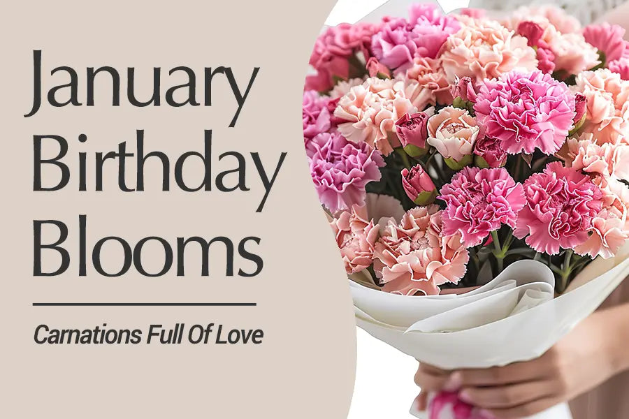 January Birth Flower: Carnation – A Symbol of Love and Warm Wishes