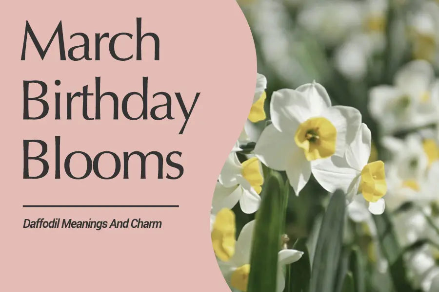 March Birth Flowers – The Meaning of Daffodils and Jonquils