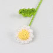 Daisy