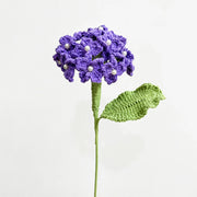 Hydrangea